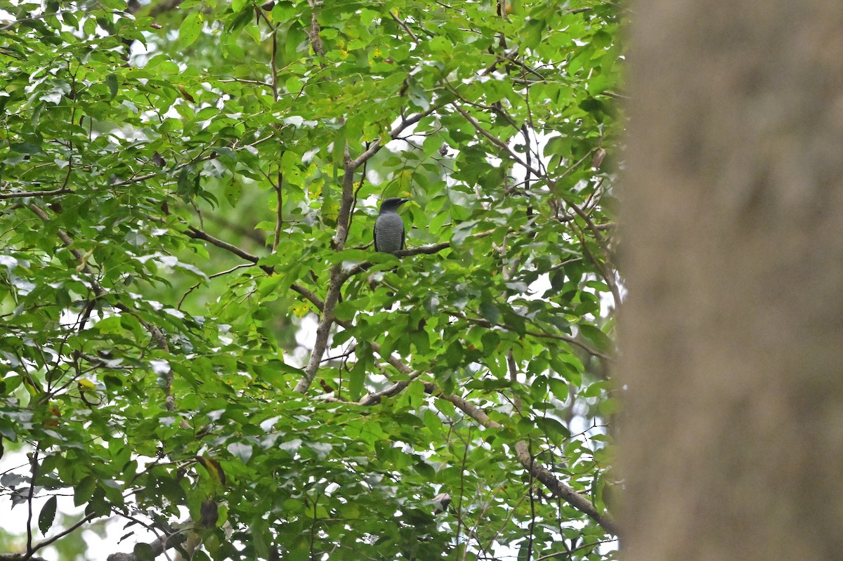 Andaman Cuckooshrike - ML638100937