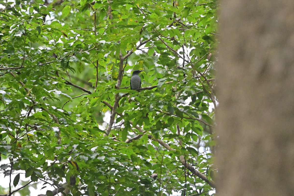 Andaman Cuckooshrike - ML638100938