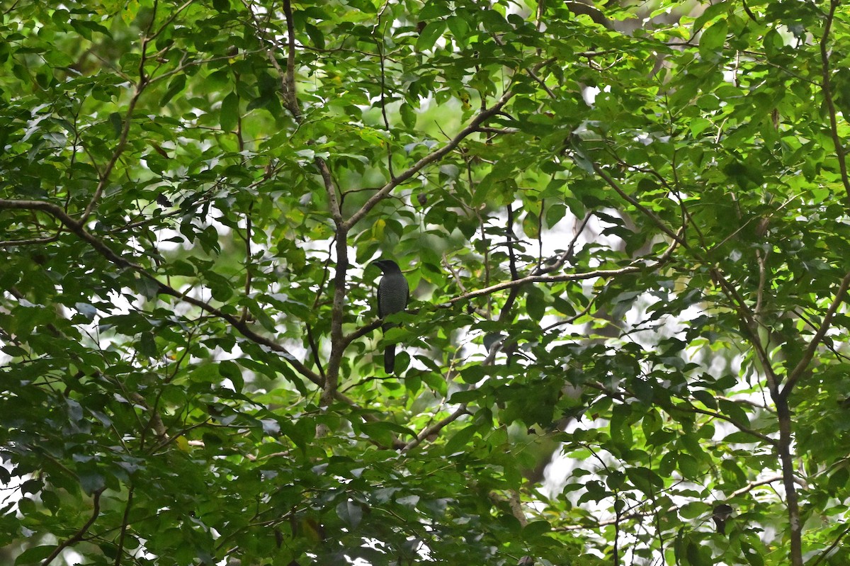 Andaman Cuckooshrike - ML638100939