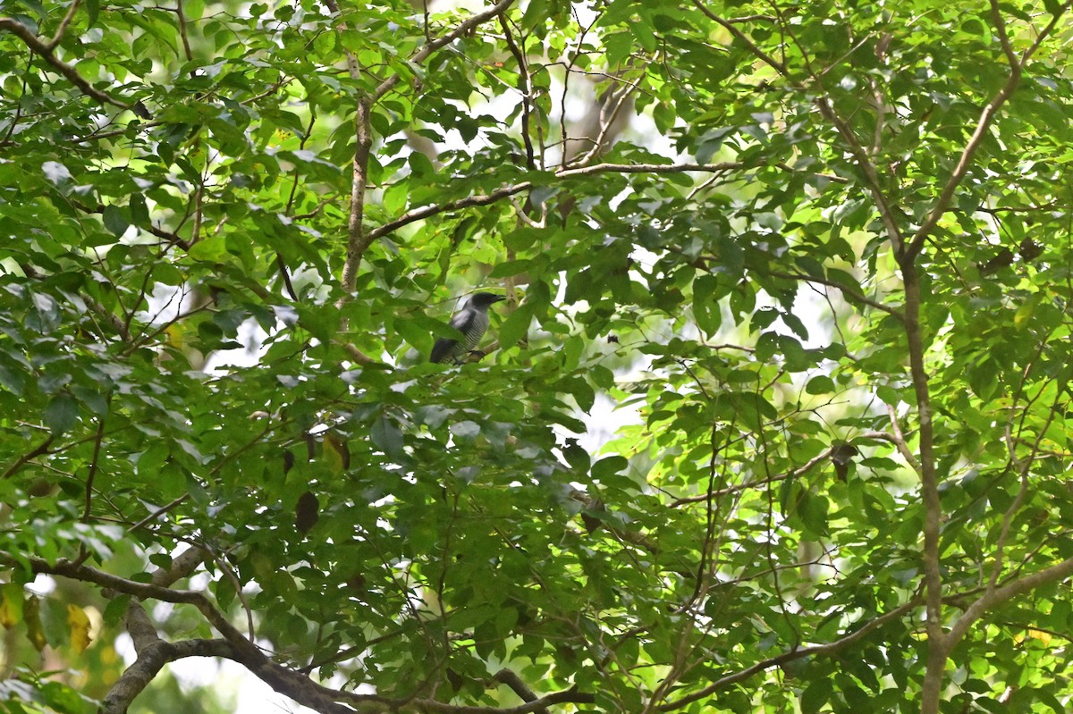 Andaman Cuckooshrike - ML638100940