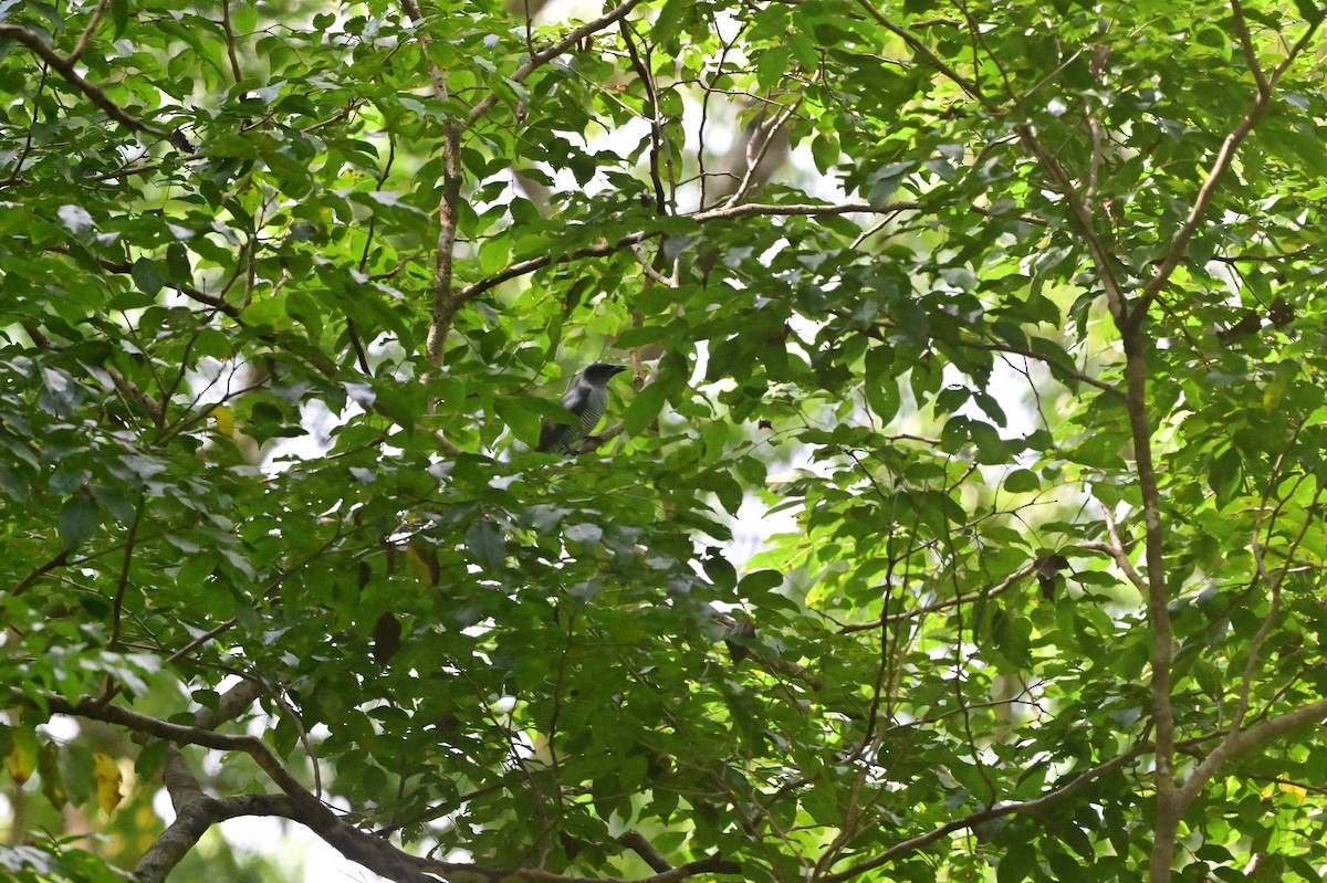 Andaman Cuckooshrike - ML638100942