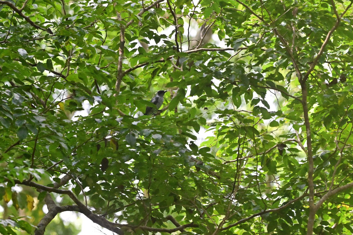 Andaman Cuckooshrike - ML638100944