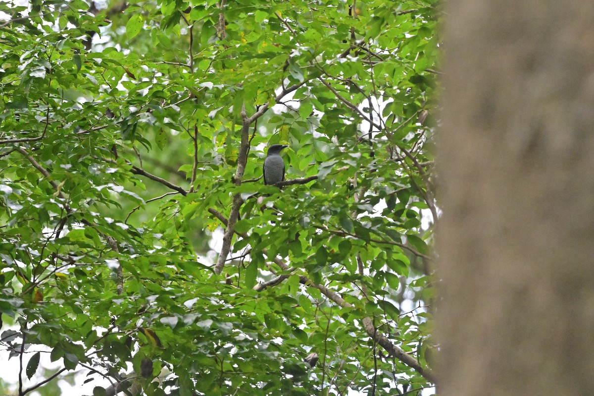 Andaman Cuckooshrike - ML638100945