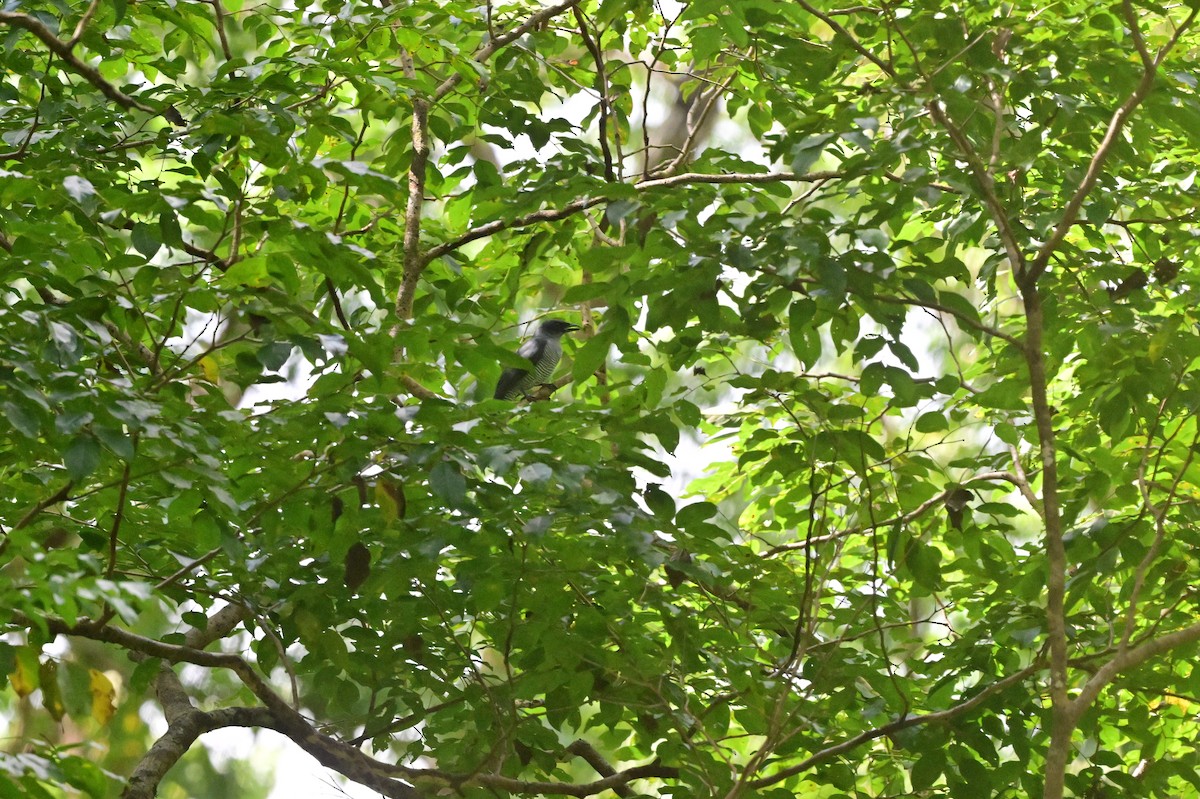 Andaman Cuckooshrike - ML638100946