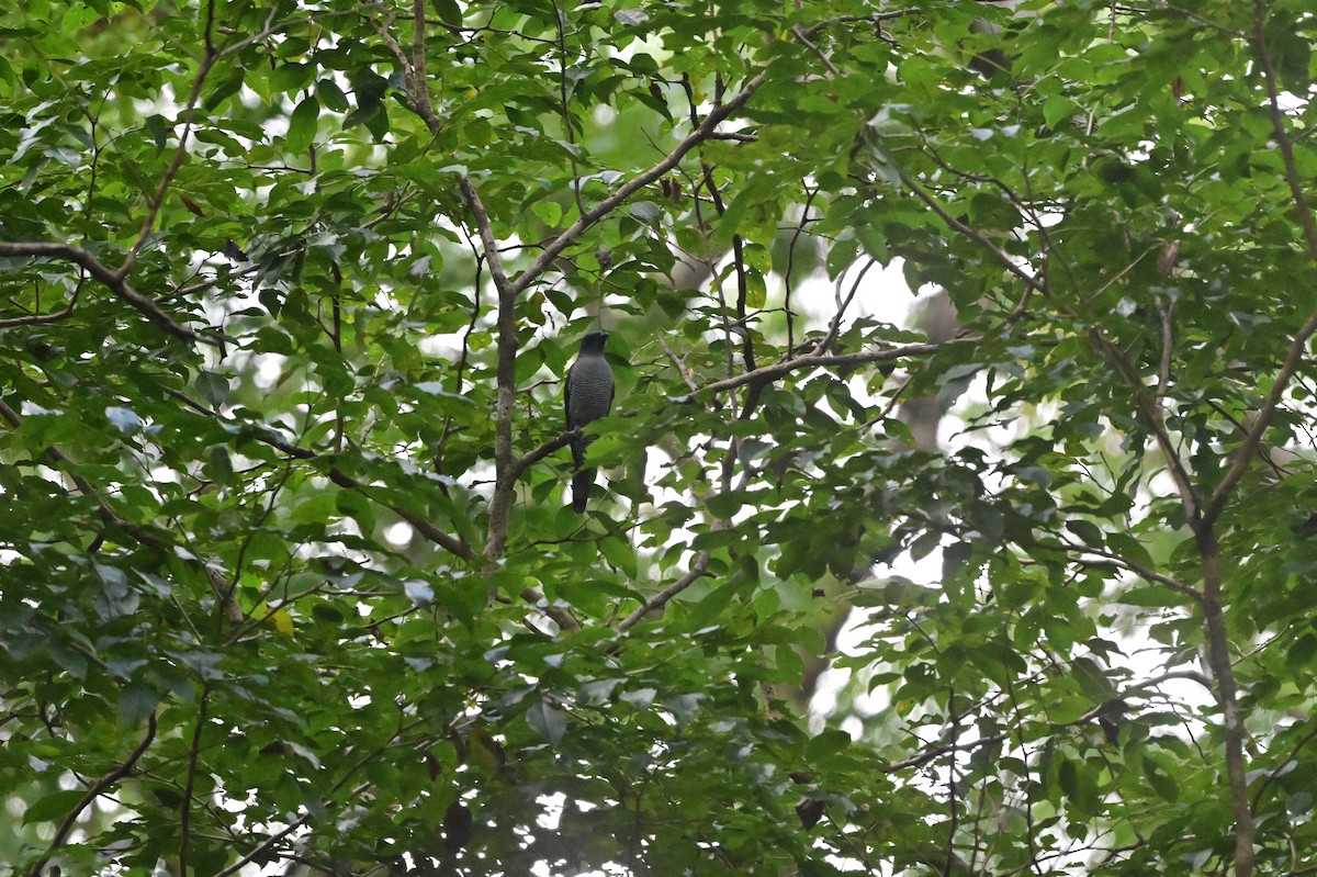 Andaman Cuckooshrike - ML638100947
