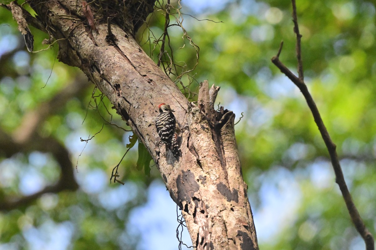 Freckle-breasted Woodpecker - ML638100958