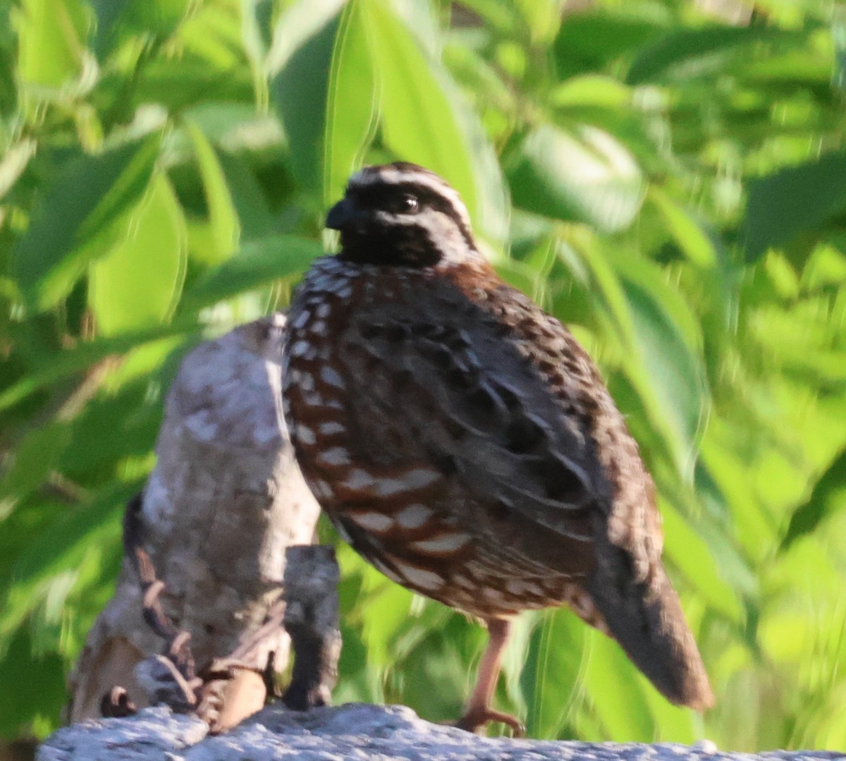 Black-throated Bobwhite - ML638100977