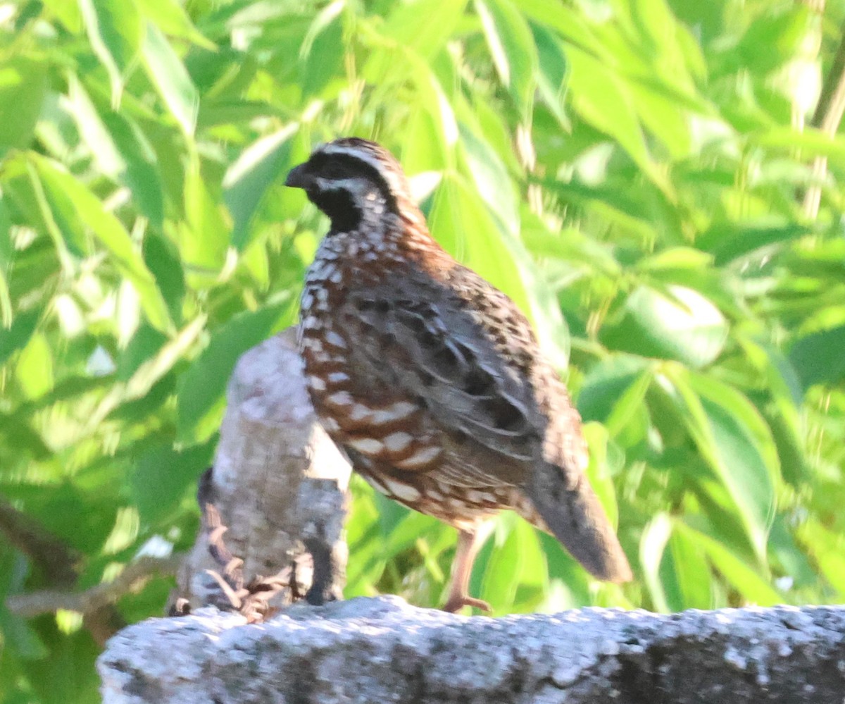 Black-throated Bobwhite - ML638100978