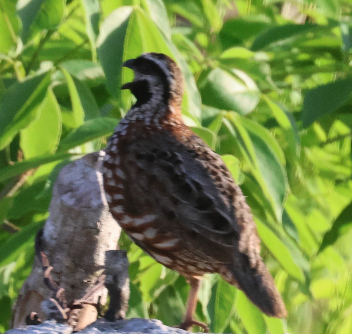 Black-throated Bobwhite - ML638100979