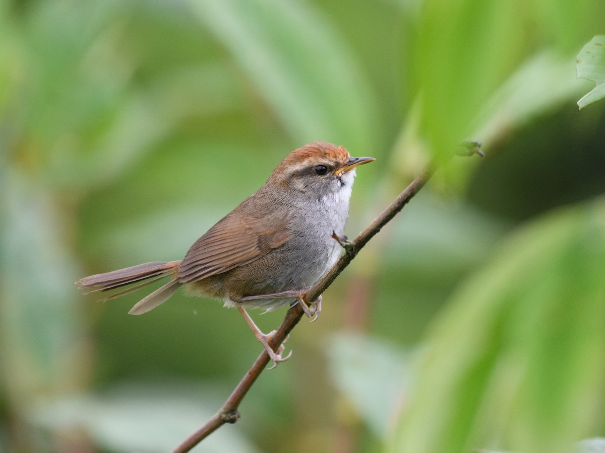 Gray-sided Bush Warbler - ML638100992