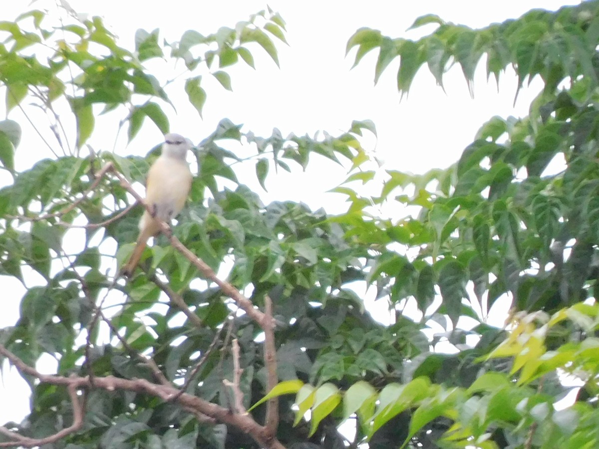 Small Minivet - ML638100997