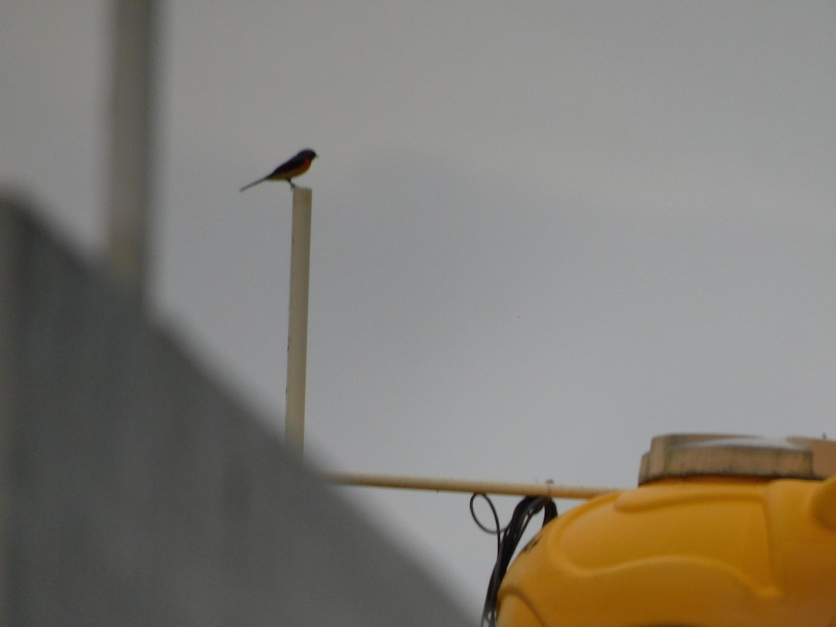 Small Minivet - ML638100998