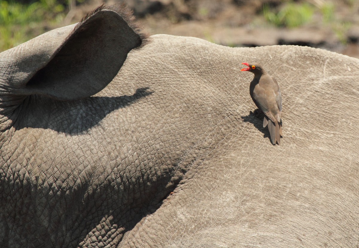 Red-billed Oxpecker - ML638101018