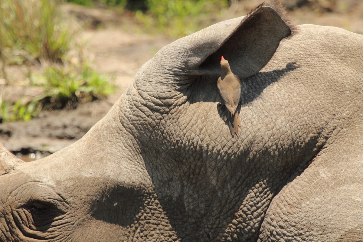 Red-billed Oxpecker - ML638101019