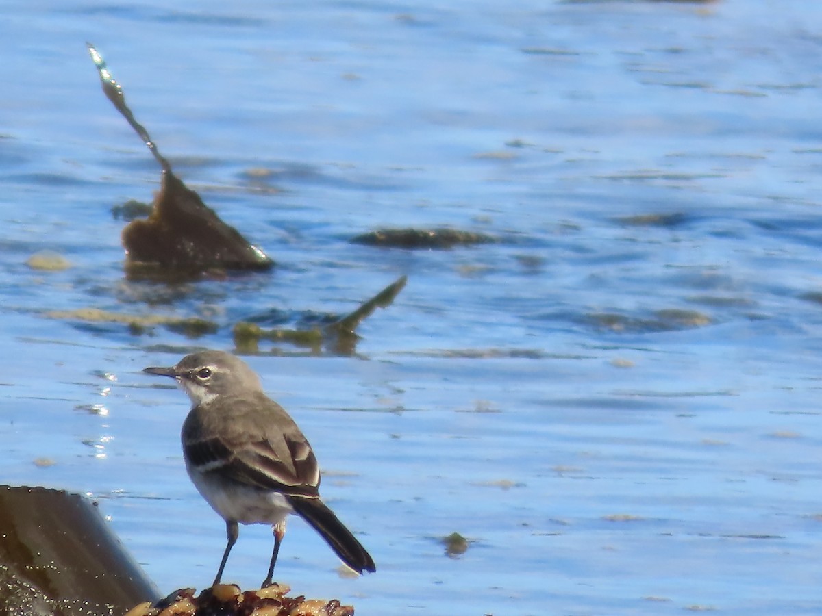 Cape Wagtail - ML638101062