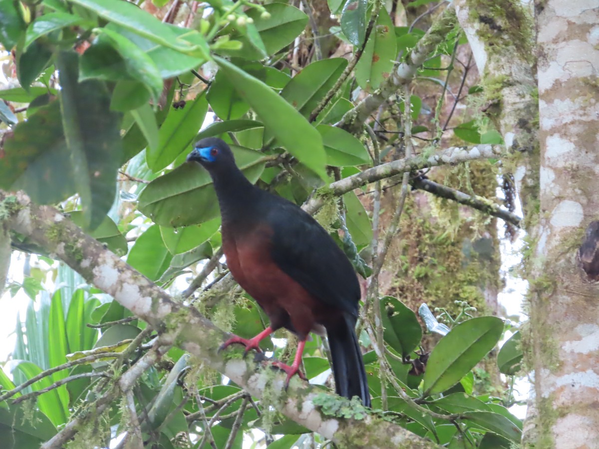 Sickle-winged Guan - ML638101063