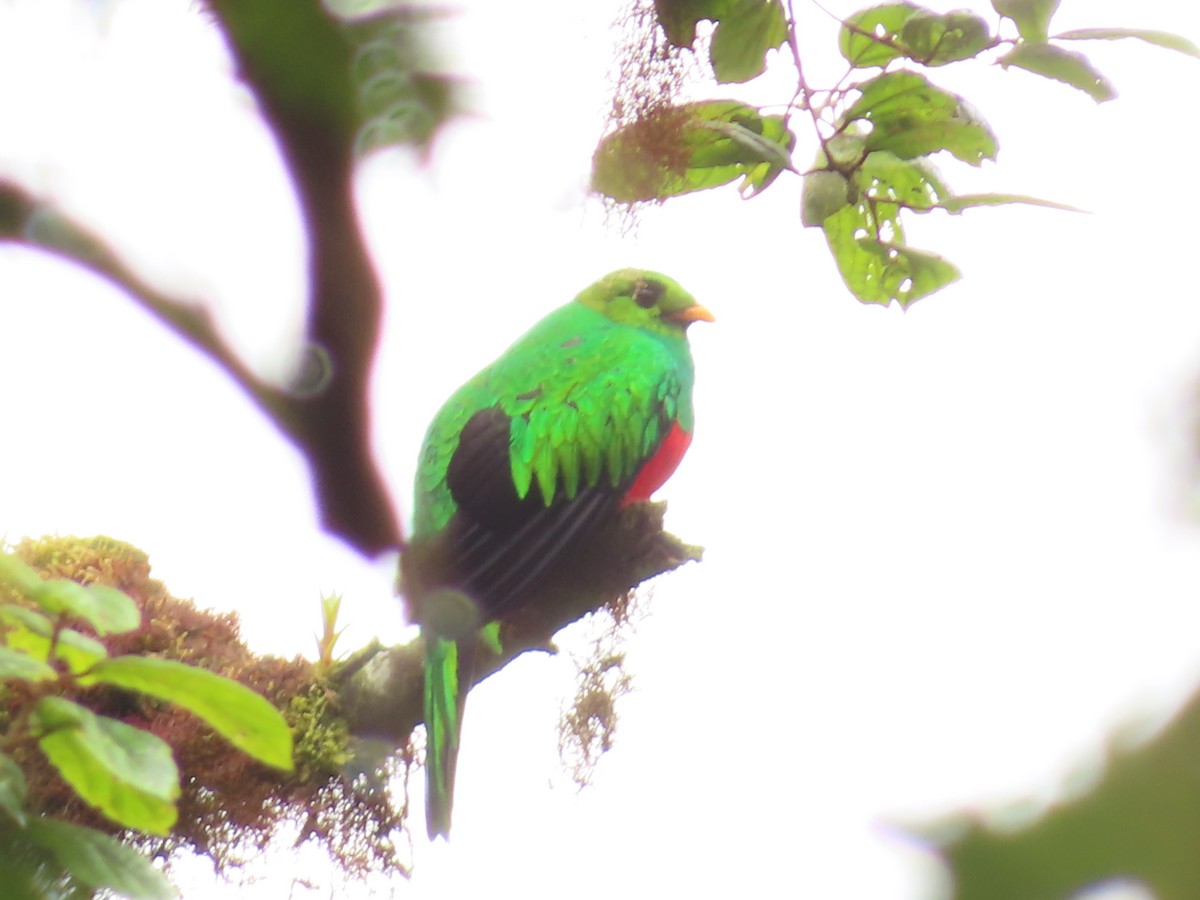 Golden-headed Quetzal - ML638101070