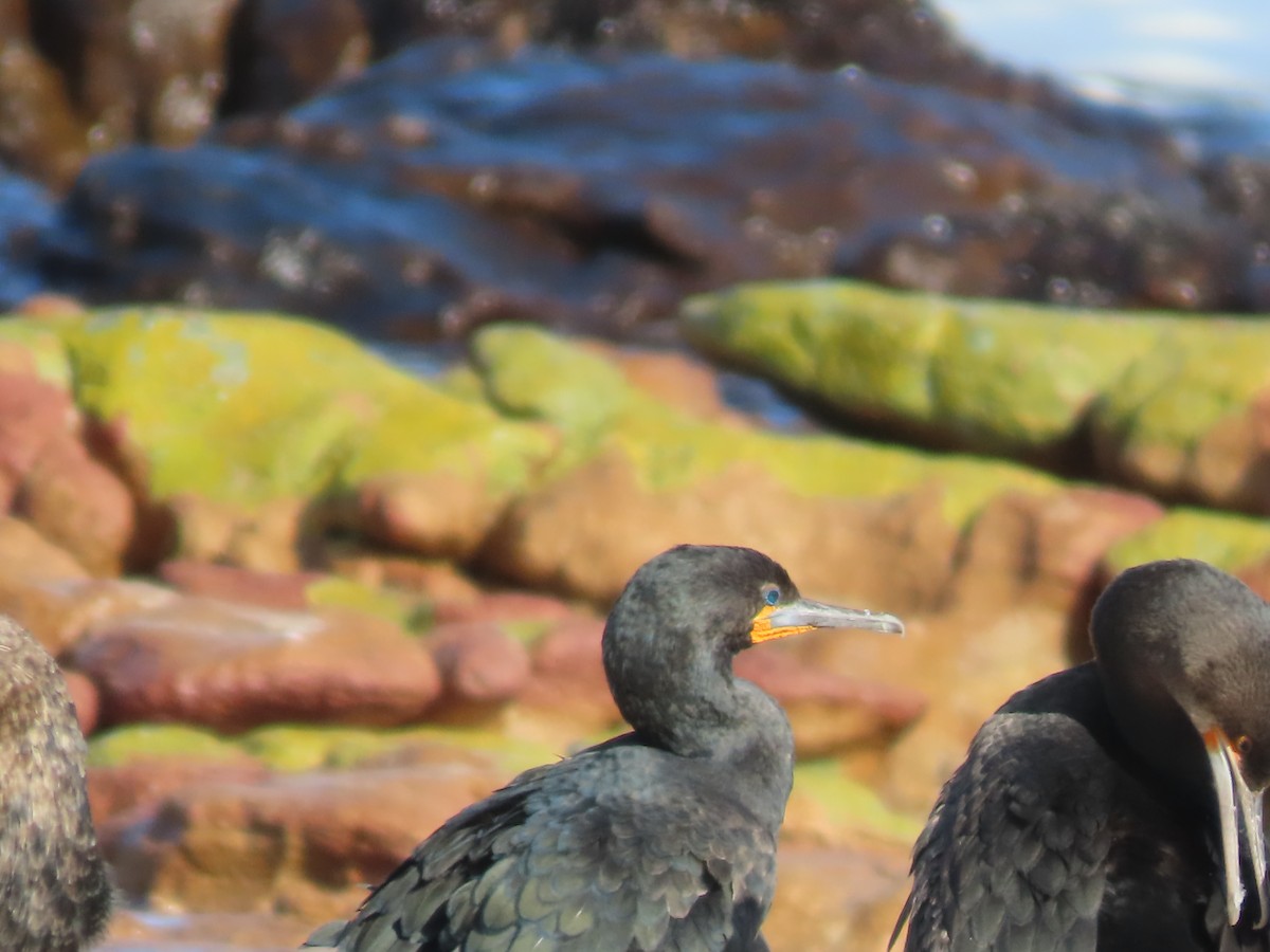 Cape Cormorant - ML638101080