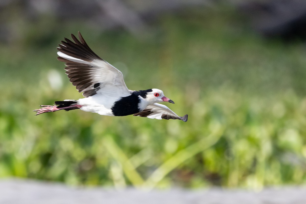 Long-toed Lapwing - ML638101091