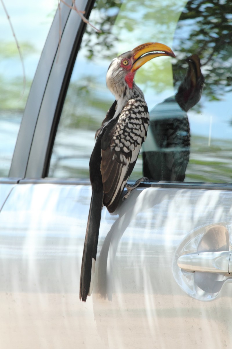 Southern Yellow-billed Hornbill - ML638101103