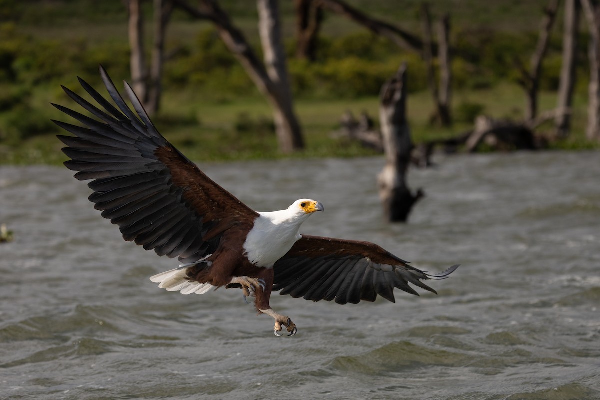 African Fish-Eagle - ML638101106