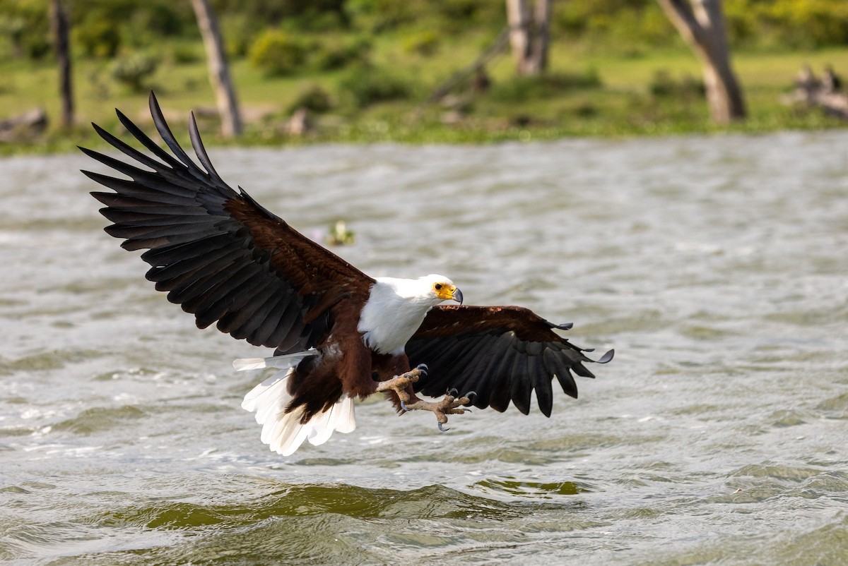 African Fish-Eagle - ML638101107