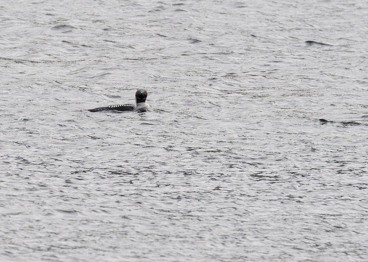 Arctic Loon - ML638101118
