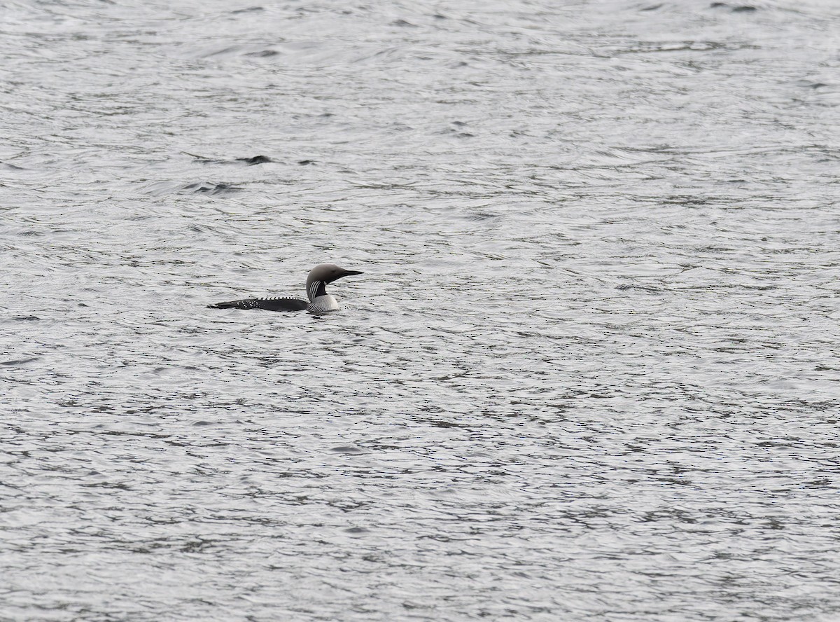 Arctic Loon - ML638101121