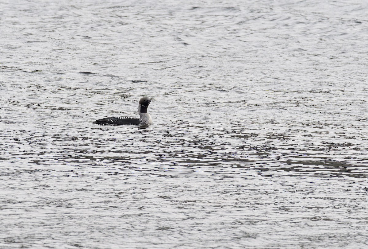Arctic Loon - ML638101122