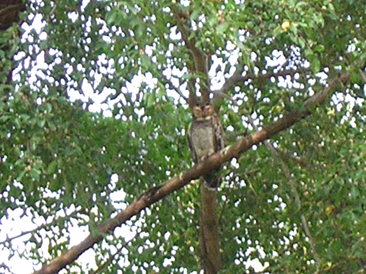Spotted Wood-Owl - ML638101125