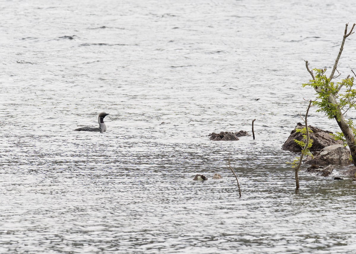 Arctic Loon - ML638101131