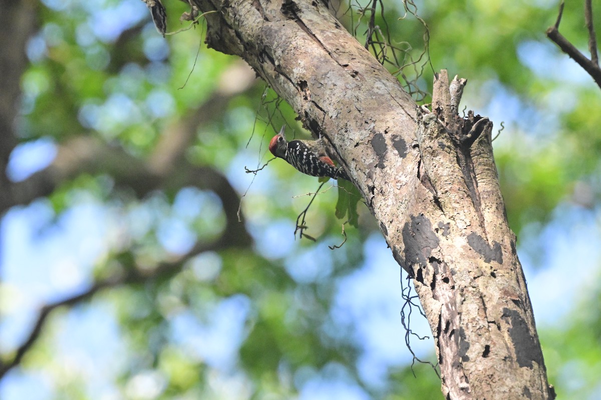 Freckle-breasted Woodpecker - ML638101132