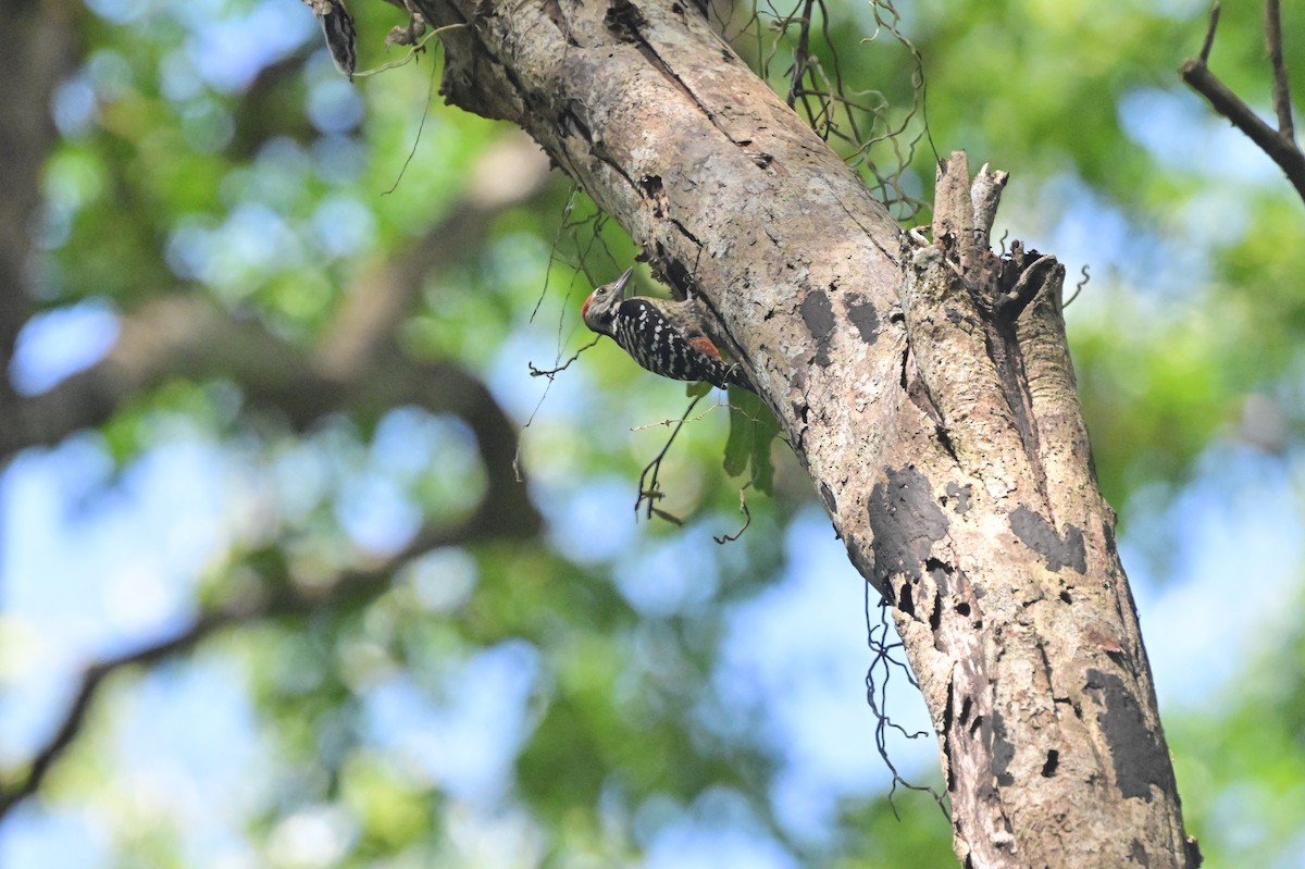 Freckle-breasted Woodpecker - ML638101133
