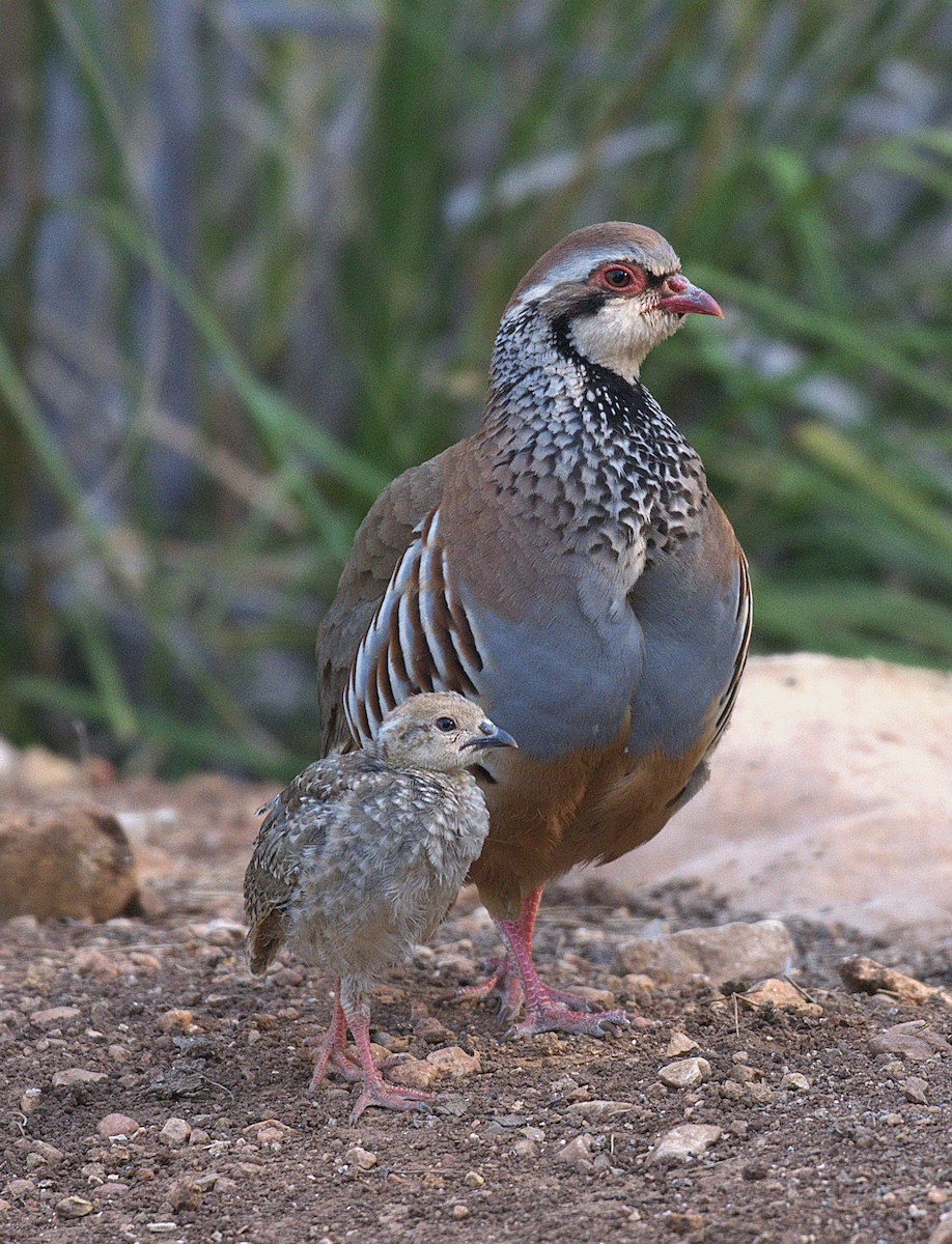 Red-legged Partridge - ML638101134