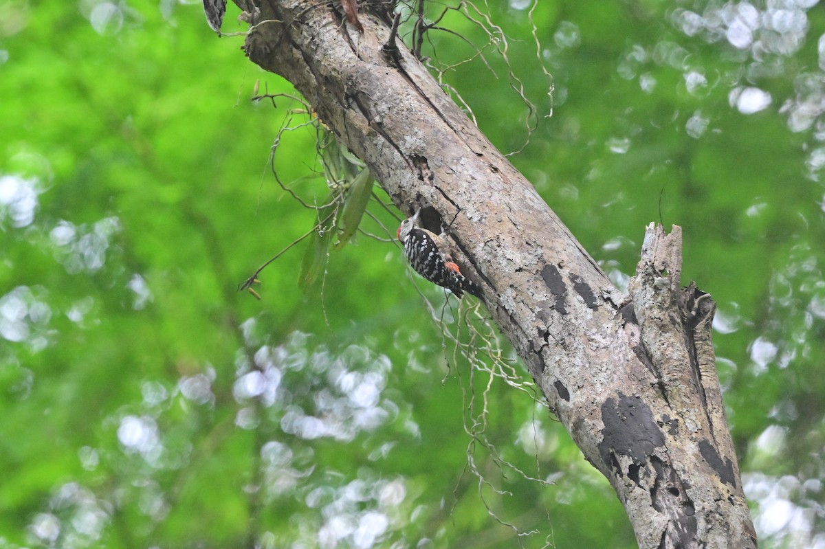 Freckle-breasted Woodpecker - ML638101135