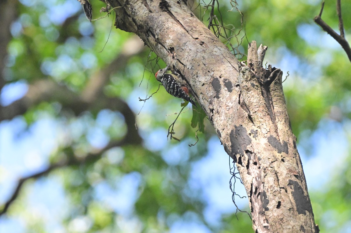 Freckle-breasted Woodpecker - ML638101136