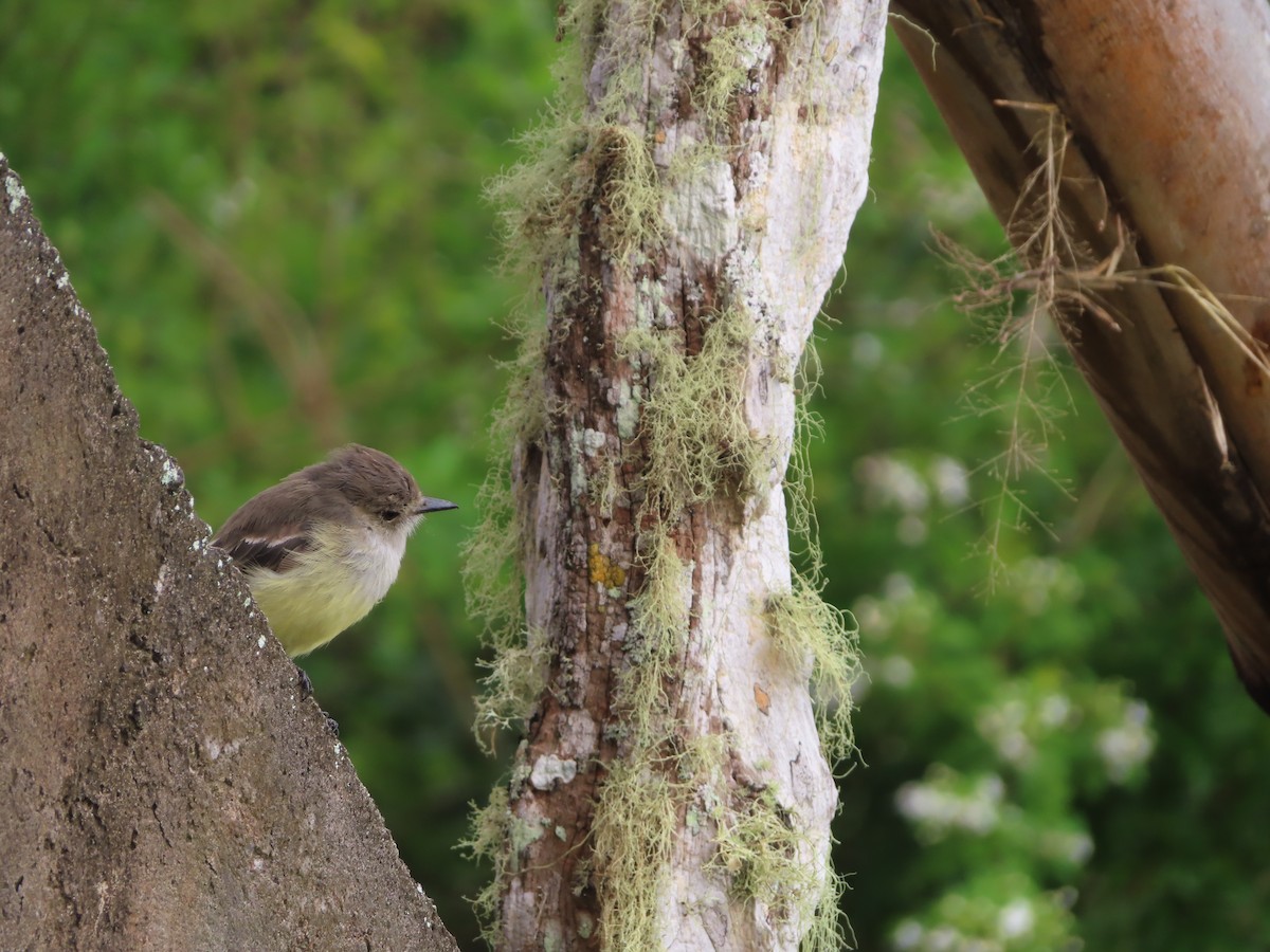 Galapagos Flycatcher - ML638101137