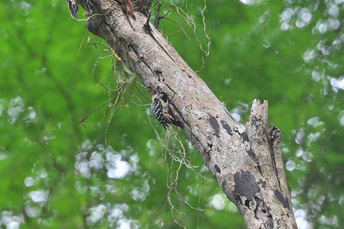 Freckle-breasted Woodpecker - ML638101141