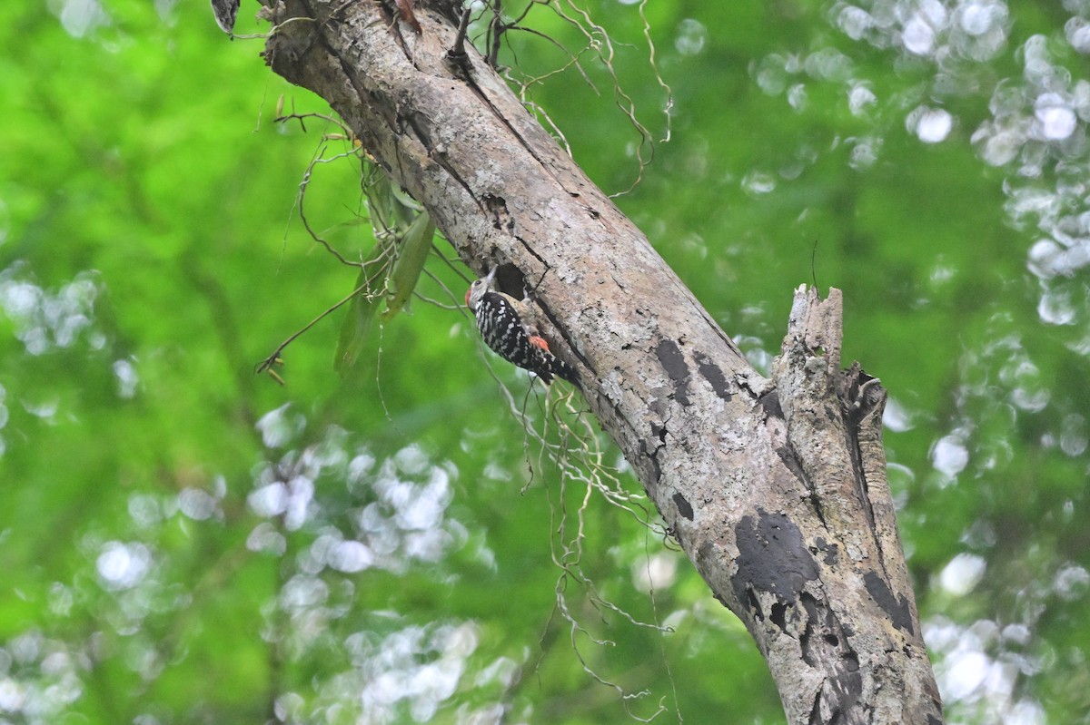 Freckle-breasted Woodpecker - ML638101142