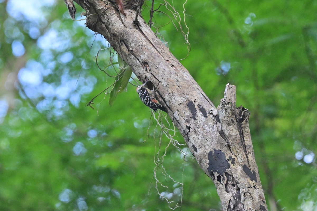 Freckle-breasted Woodpecker - ML638101143