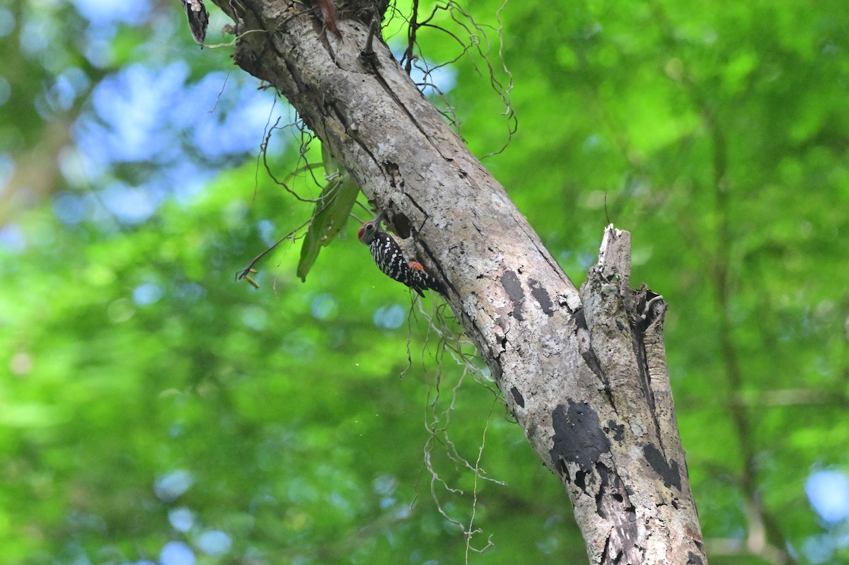 Freckle-breasted Woodpecker - ML638101145