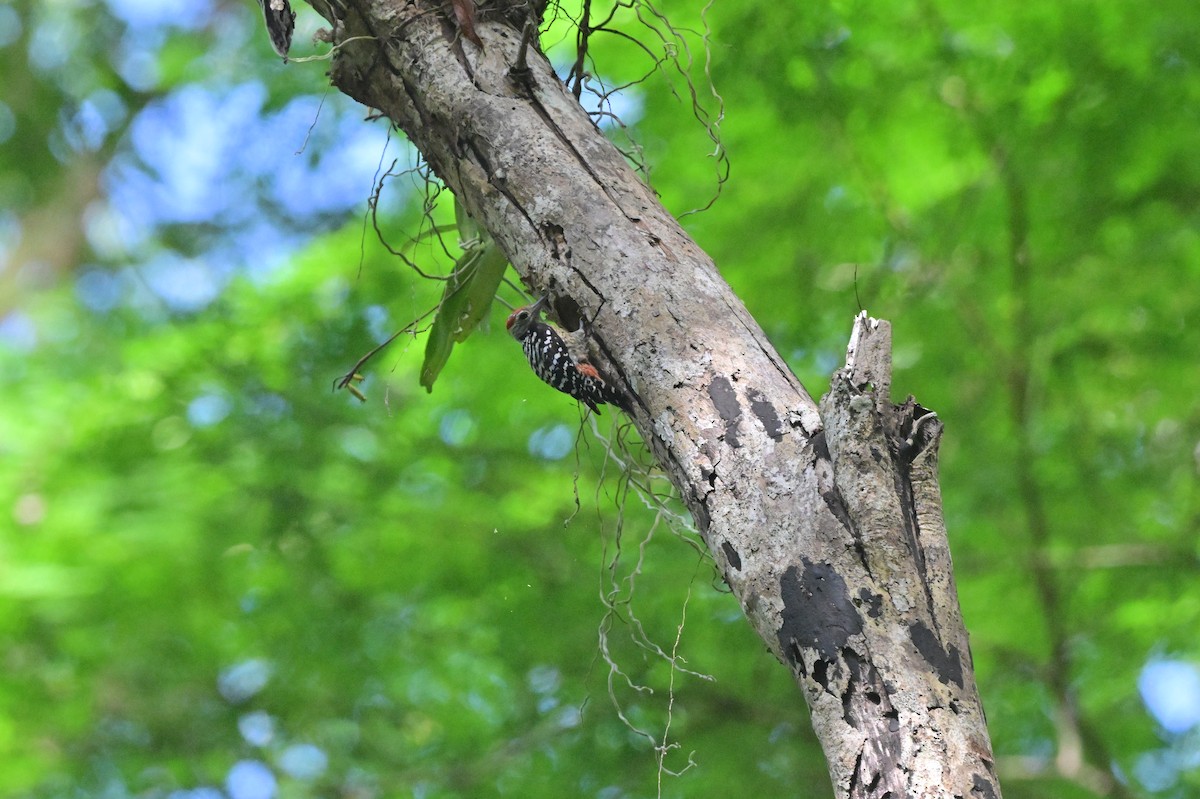 Freckle-breasted Woodpecker - ML638101147