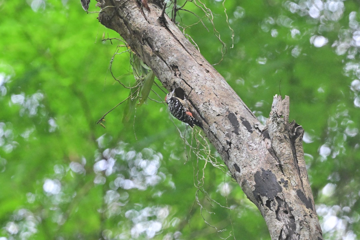 Freckle-breasted Woodpecker - ML638101148