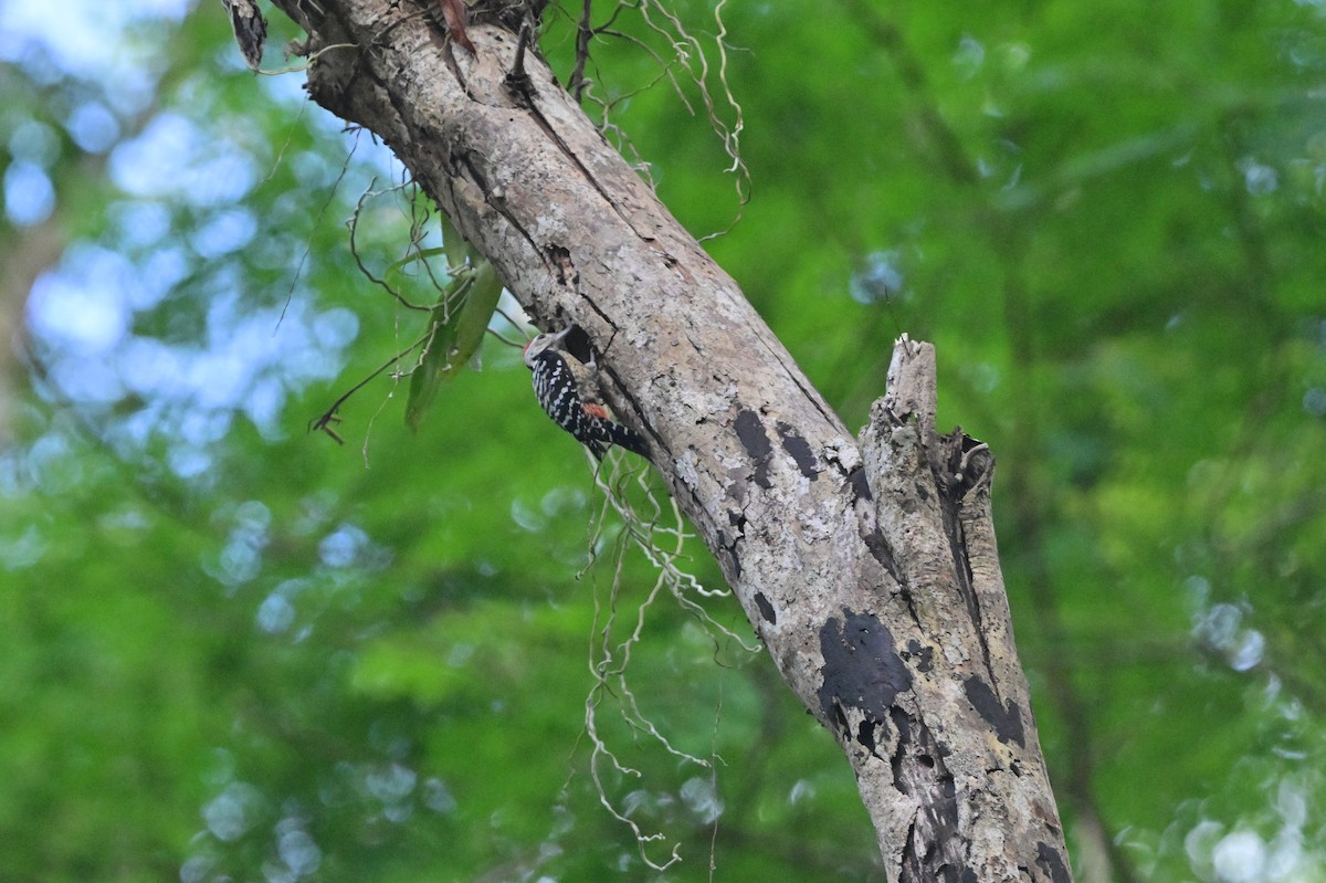 Freckle-breasted Woodpecker - ML638101149