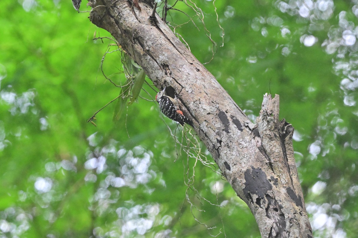Freckle-breasted Woodpecker - ML638101150