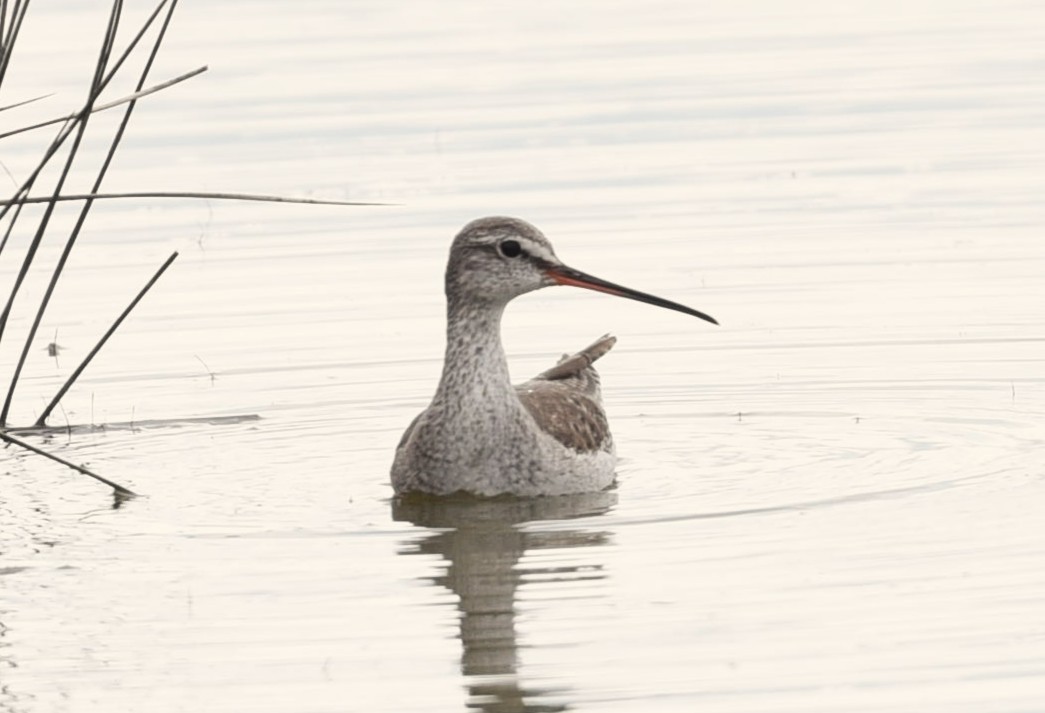Spotted Redshank - ML638101153