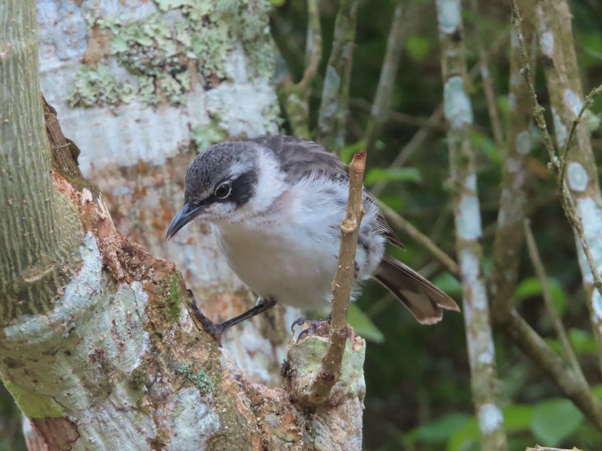 Galapagos Mockingbird - ML638101161