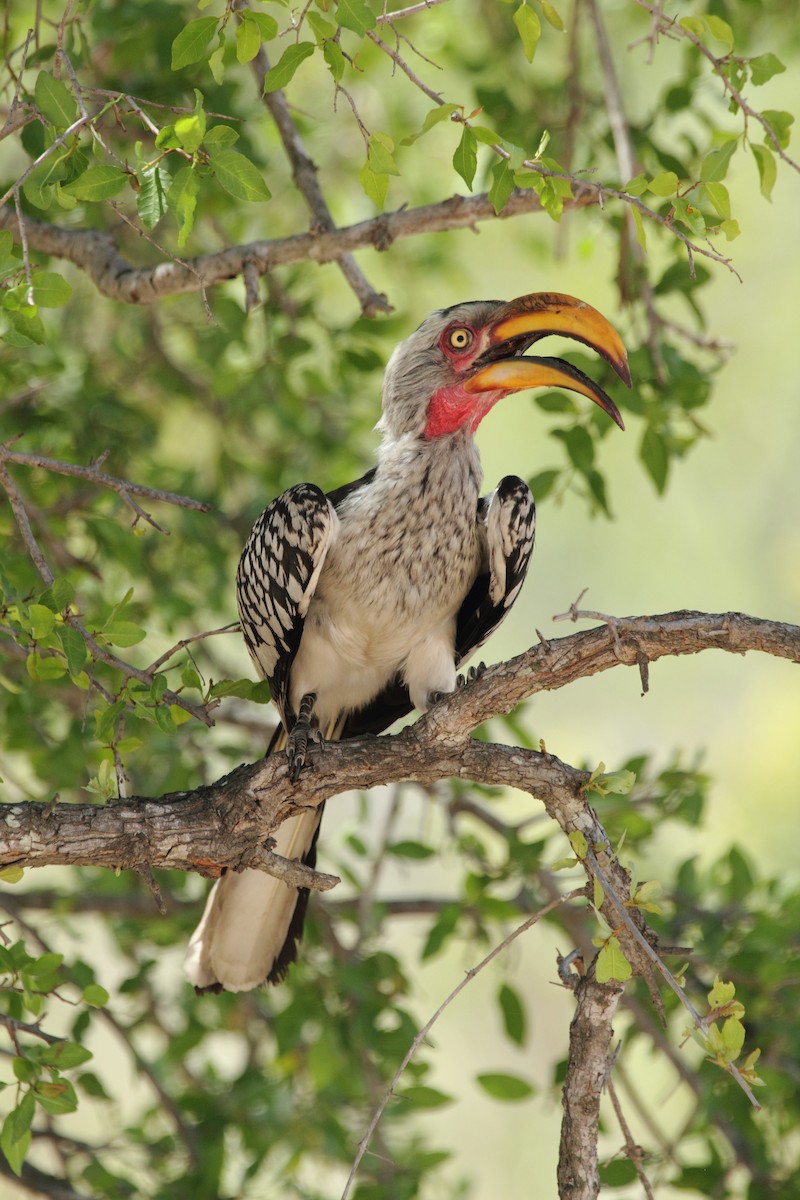 Southern Yellow-billed Hornbill - ML638101167