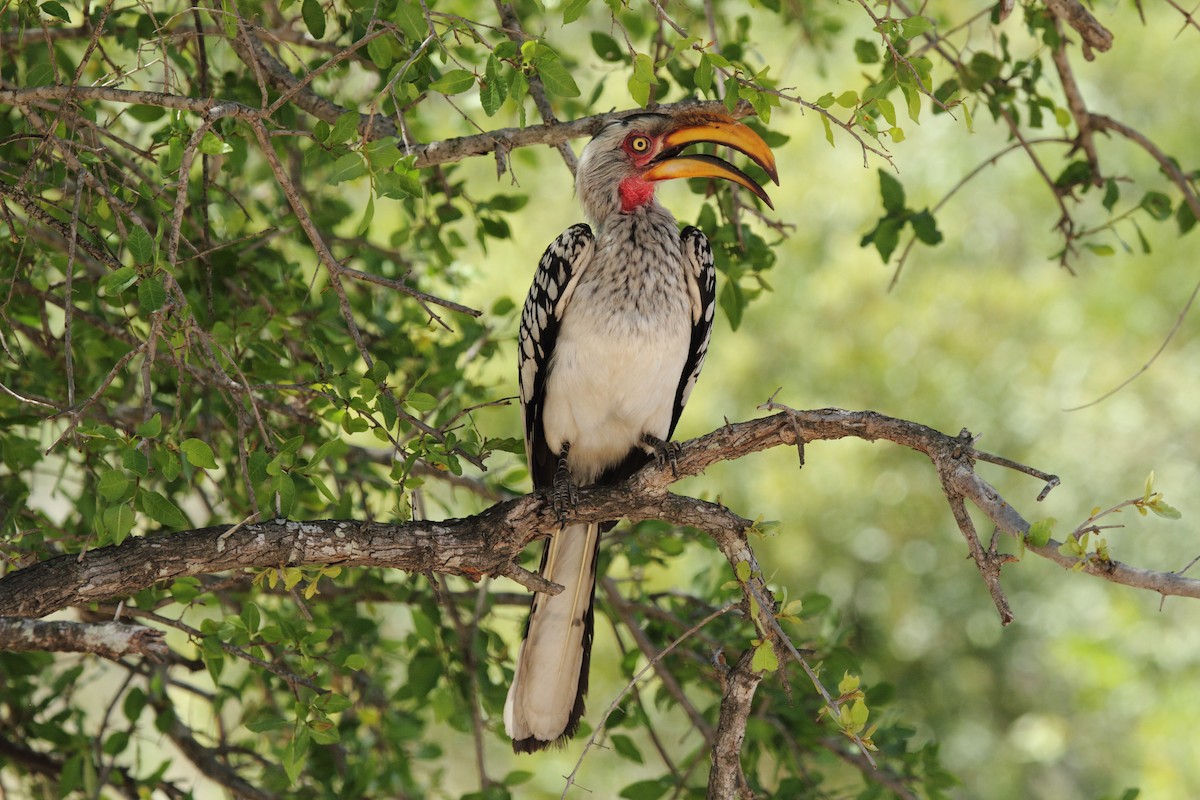 Southern Yellow-billed Hornbill - ML638101168