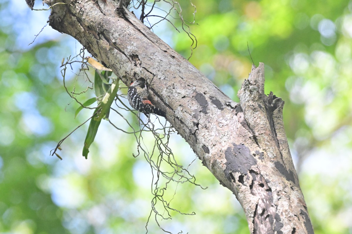 Freckle-breasted Woodpecker - ML638101169